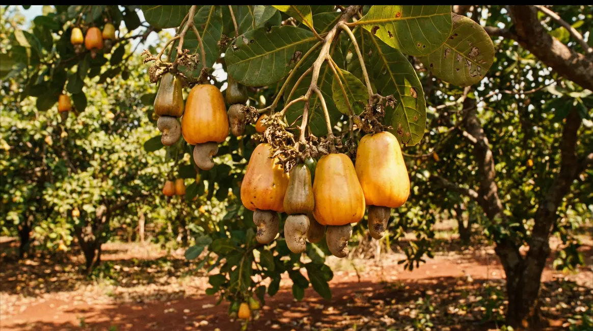 Fruit de cajou botanique, confusion, nutrition et usages pratiques — free download